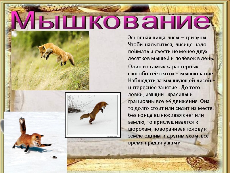 Основная пища лисы – грызуны. Чтобы насытиться, лисице надо поймать и съесть не менее